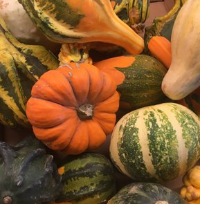 HEIRLOOM PUMPKINS