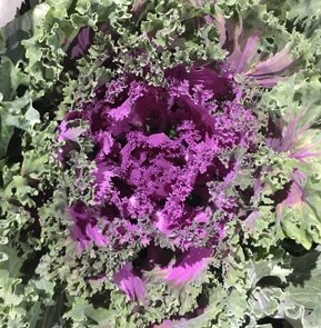 PURPLE KALE