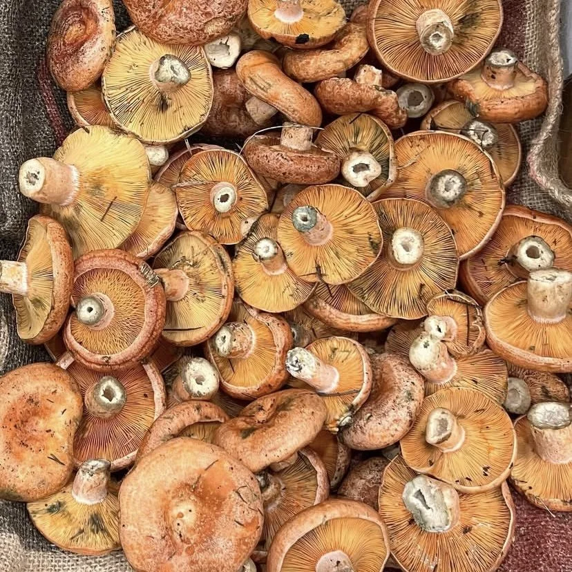 PINE MUSHROOMS