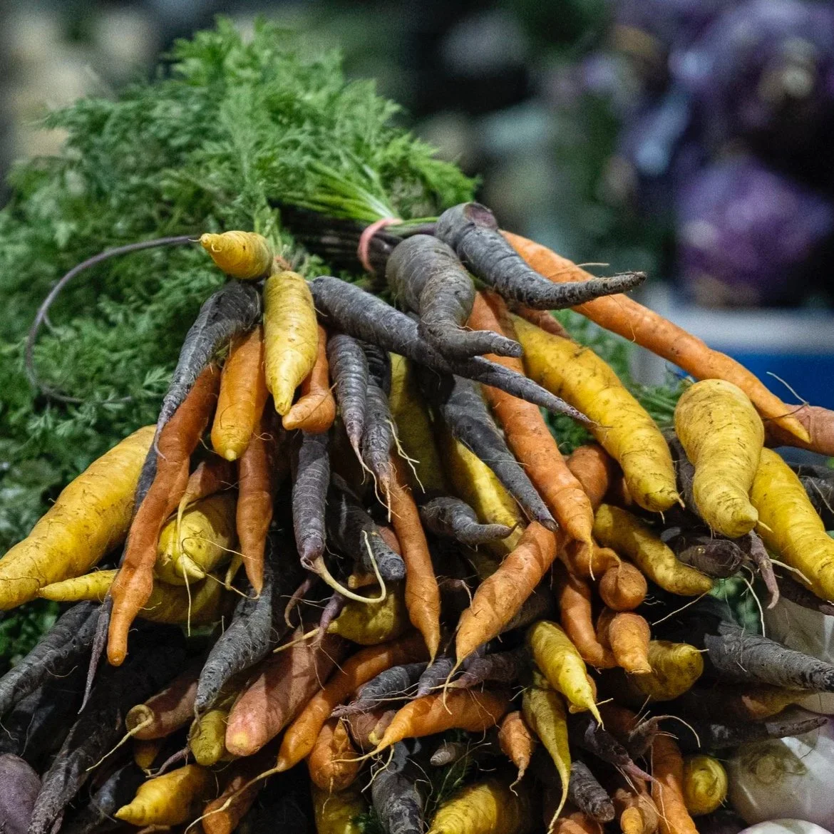 DUTCH CARROTS