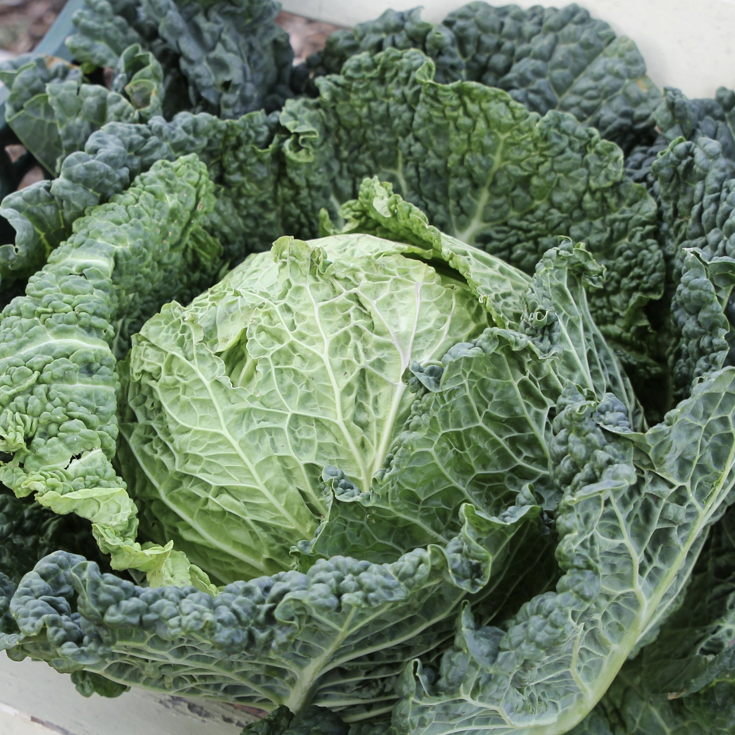 CABBAGE