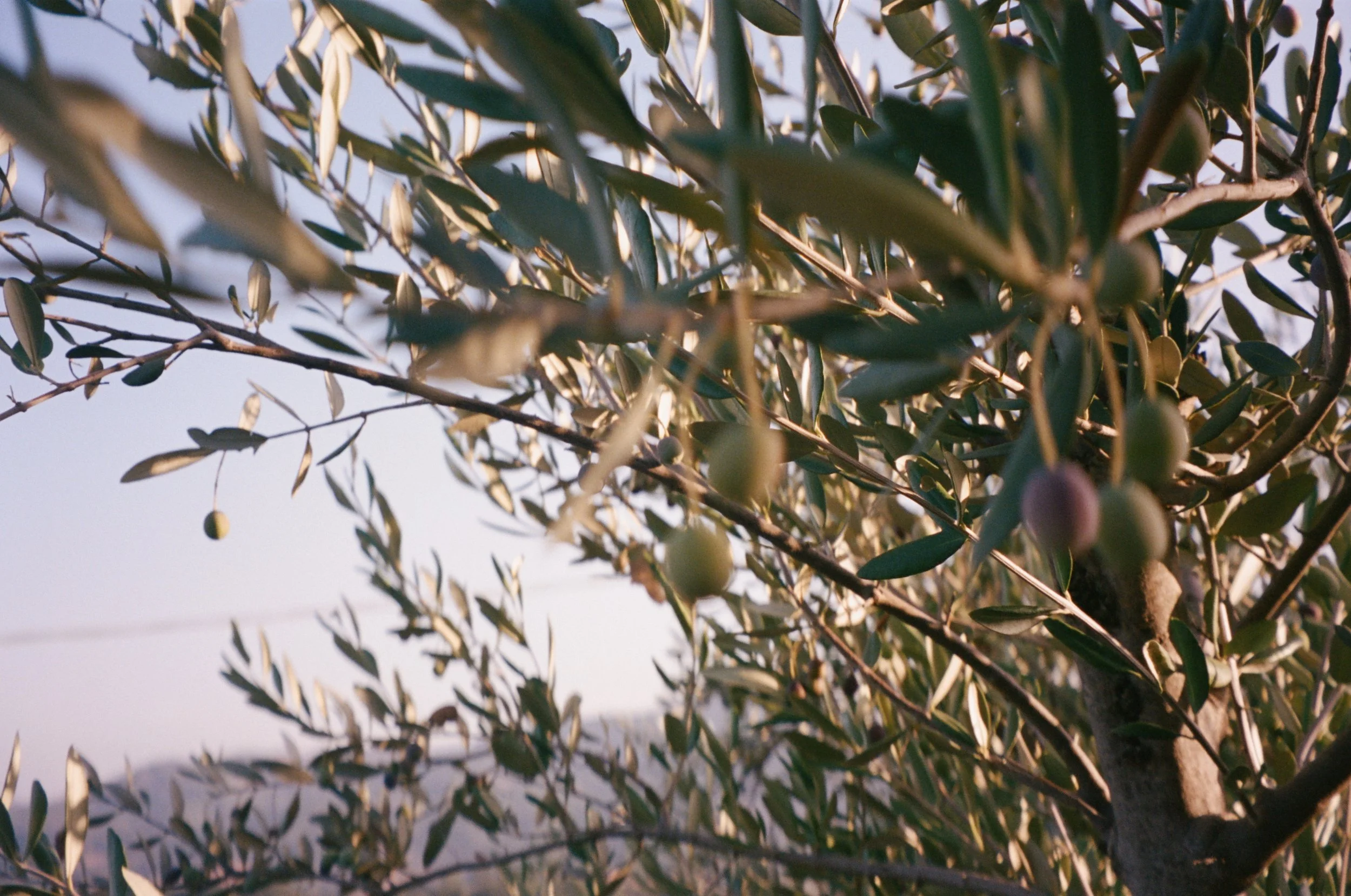 kodak_professional_portra_400_11_02_2023_000205480005 2.JPG