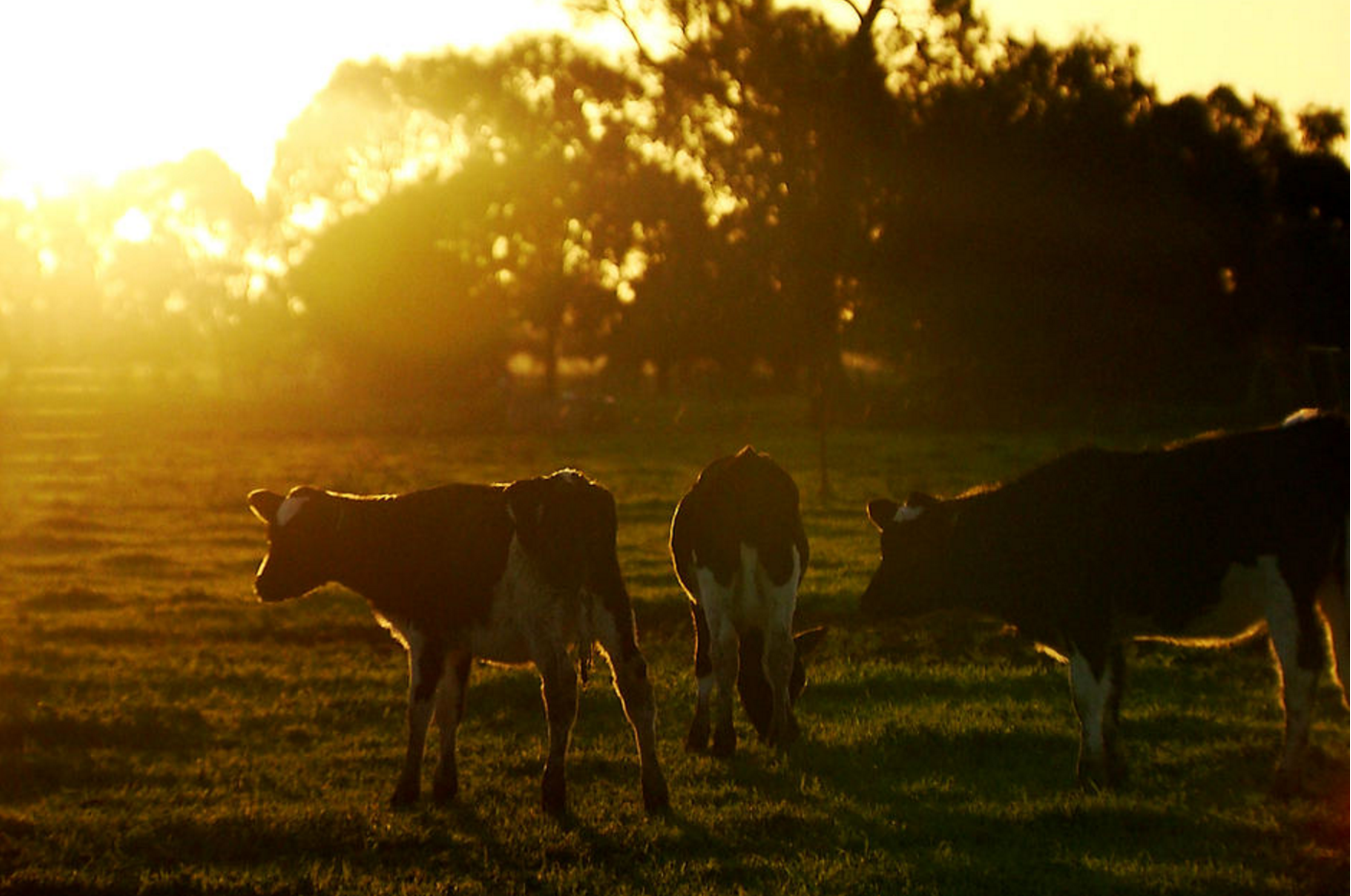 Four Corners - Milked Dry