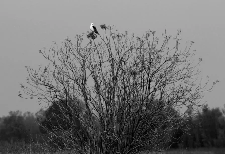 The Delta is home to many species of plants and animals that have special legal status and protection.