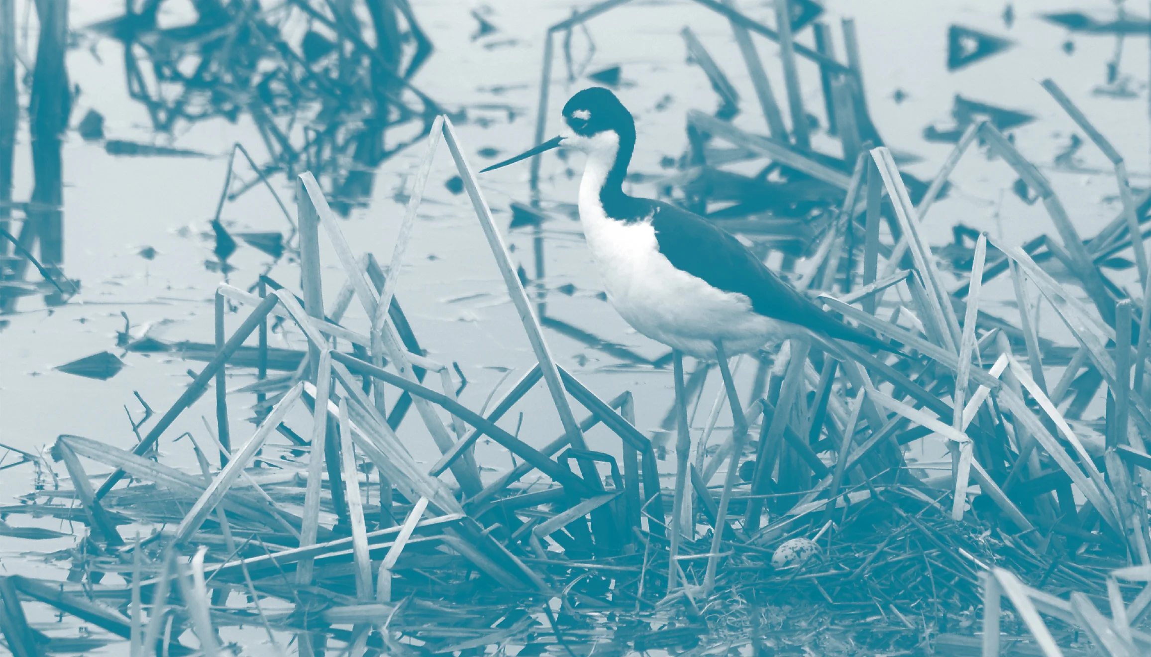 Wetland-duotone.jpg