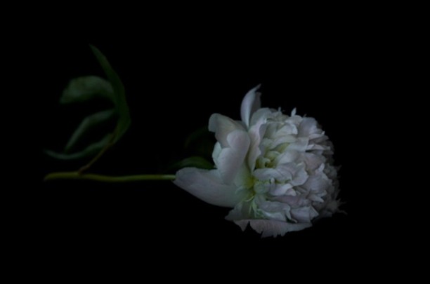 Art is an essential ingredient in our staging installations. This classic &ldquo;Sole Peony&rdquo; by @helenbankers is always a favourite in our collection. &ldquo;Art washes away from the soul the dust of everyday life.&rdquo; - Pablo Picasso