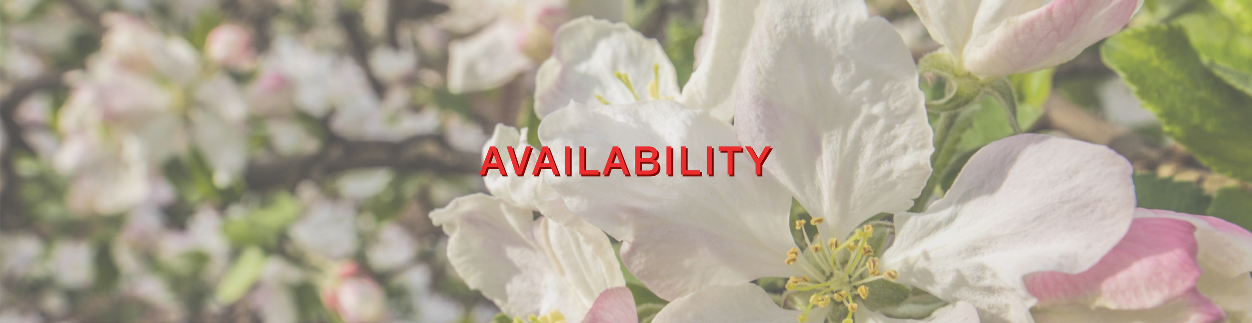 availability-banner-01.png