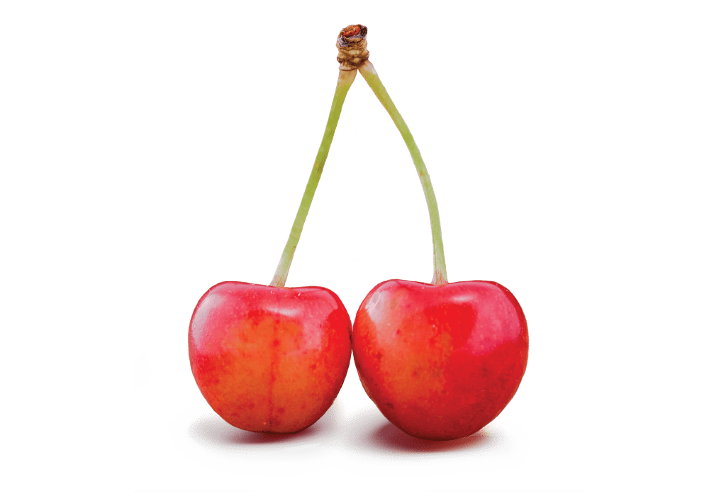 Cherry orchard