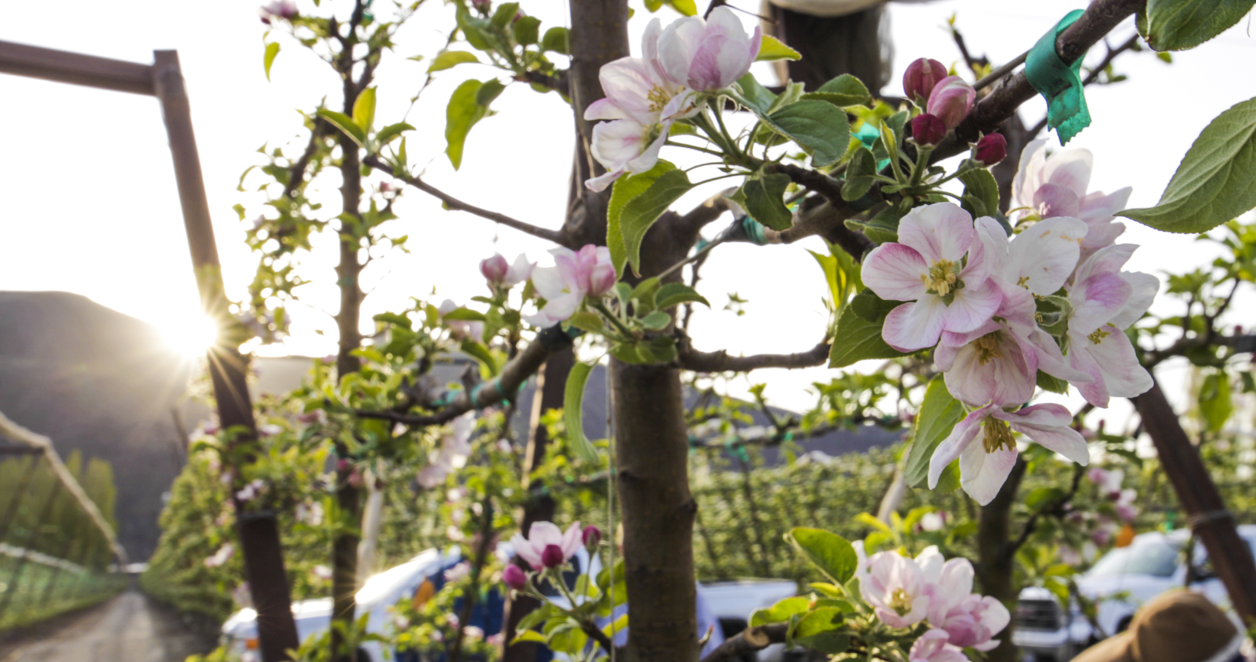 Auvil+Fruit+Apple+Blossoms-19.jpg