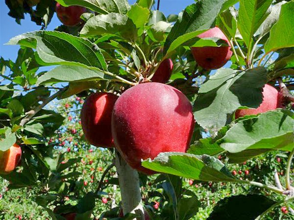 Apples — Gee Whiz  Premium Fruit Grower