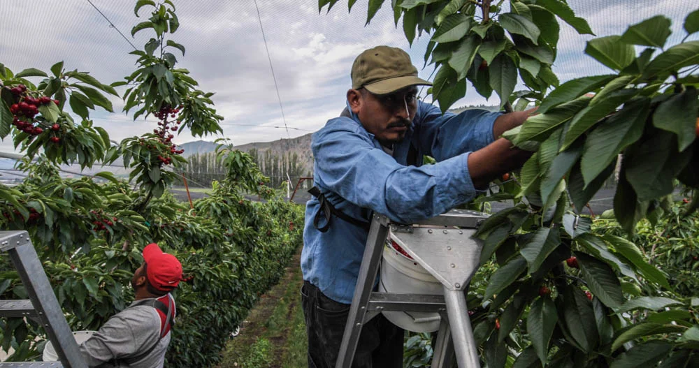 Rainier cherry harvest — Auvil Fruit