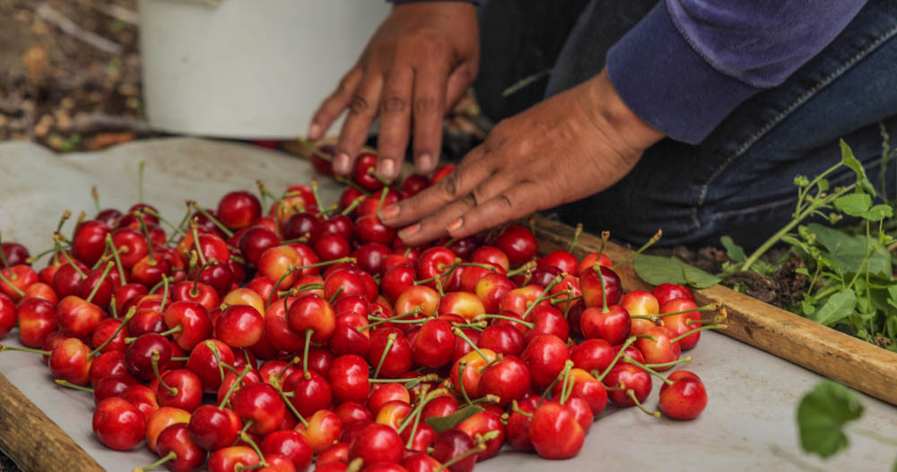 Auvil Fruit Cherry Harvest-5.jpg