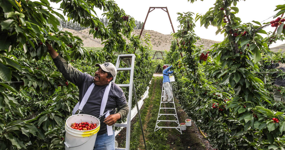 Auvil Fruit Cherry Harvest-12.jpg