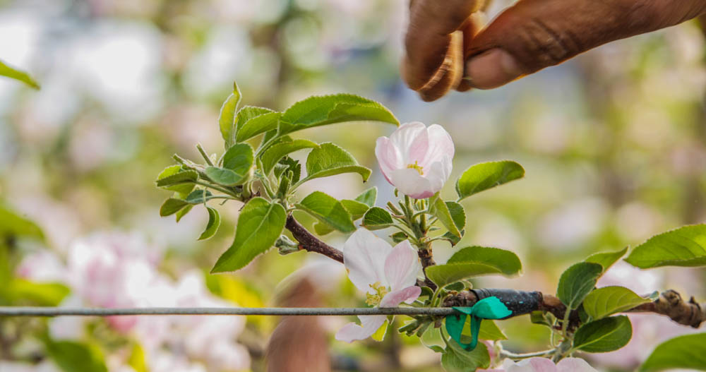 Auvil Fruit Apple Blossoms-25.jpg