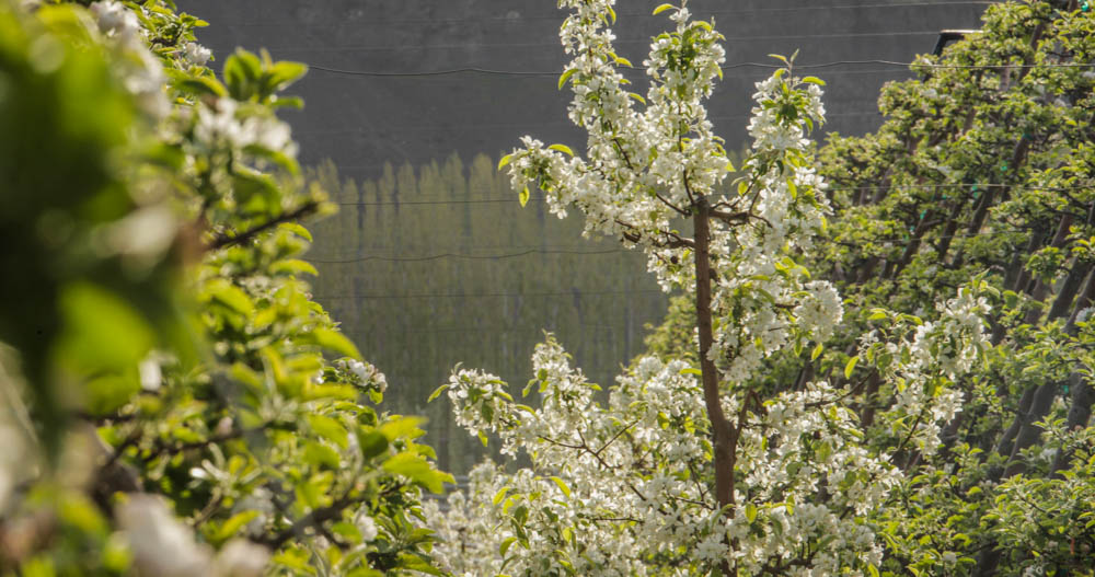 Auvil Fruit Apple Blossoms-29.jpg