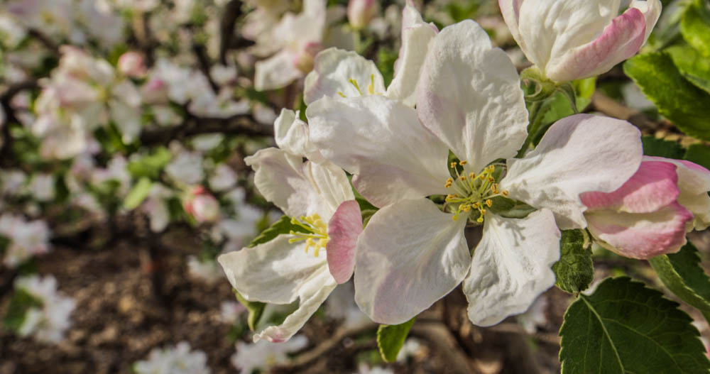 Auvil Fruit Apple Blossoms-42.jpg