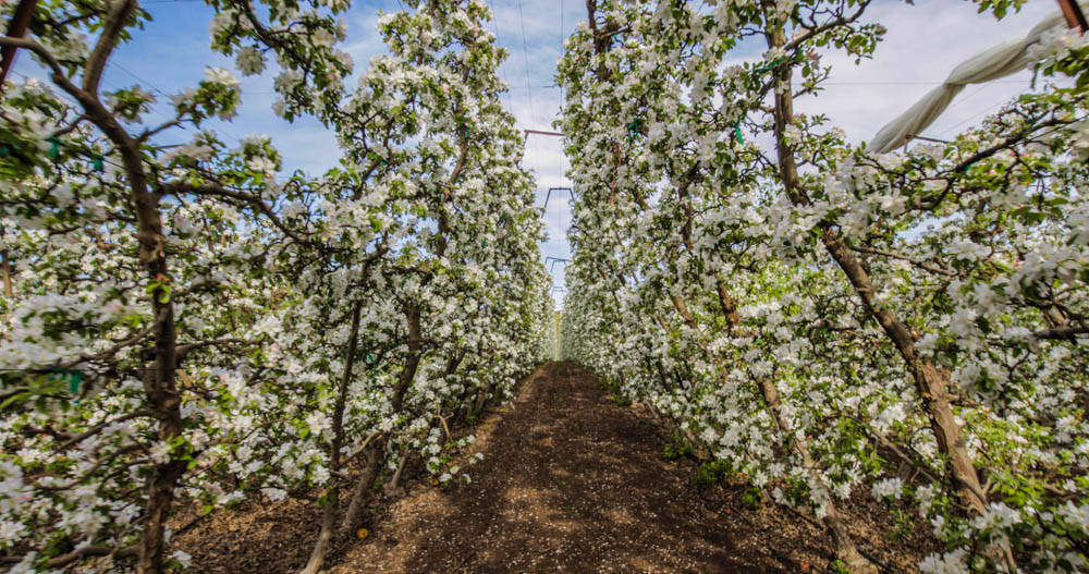 Auvil Fruit Apple Blossoms-41.jpg