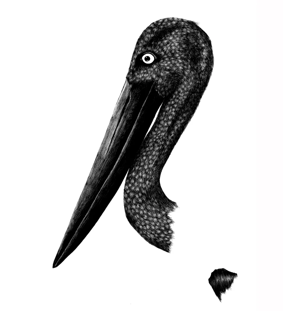 Jabiru.jpg