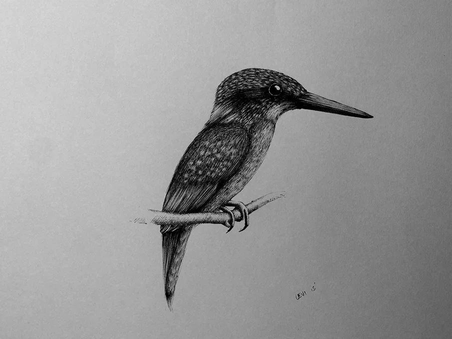 Kingfisher.jpg