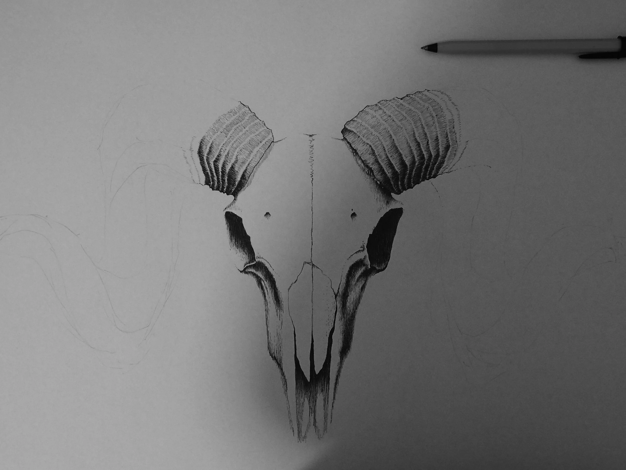 sheep skull progress.jpg