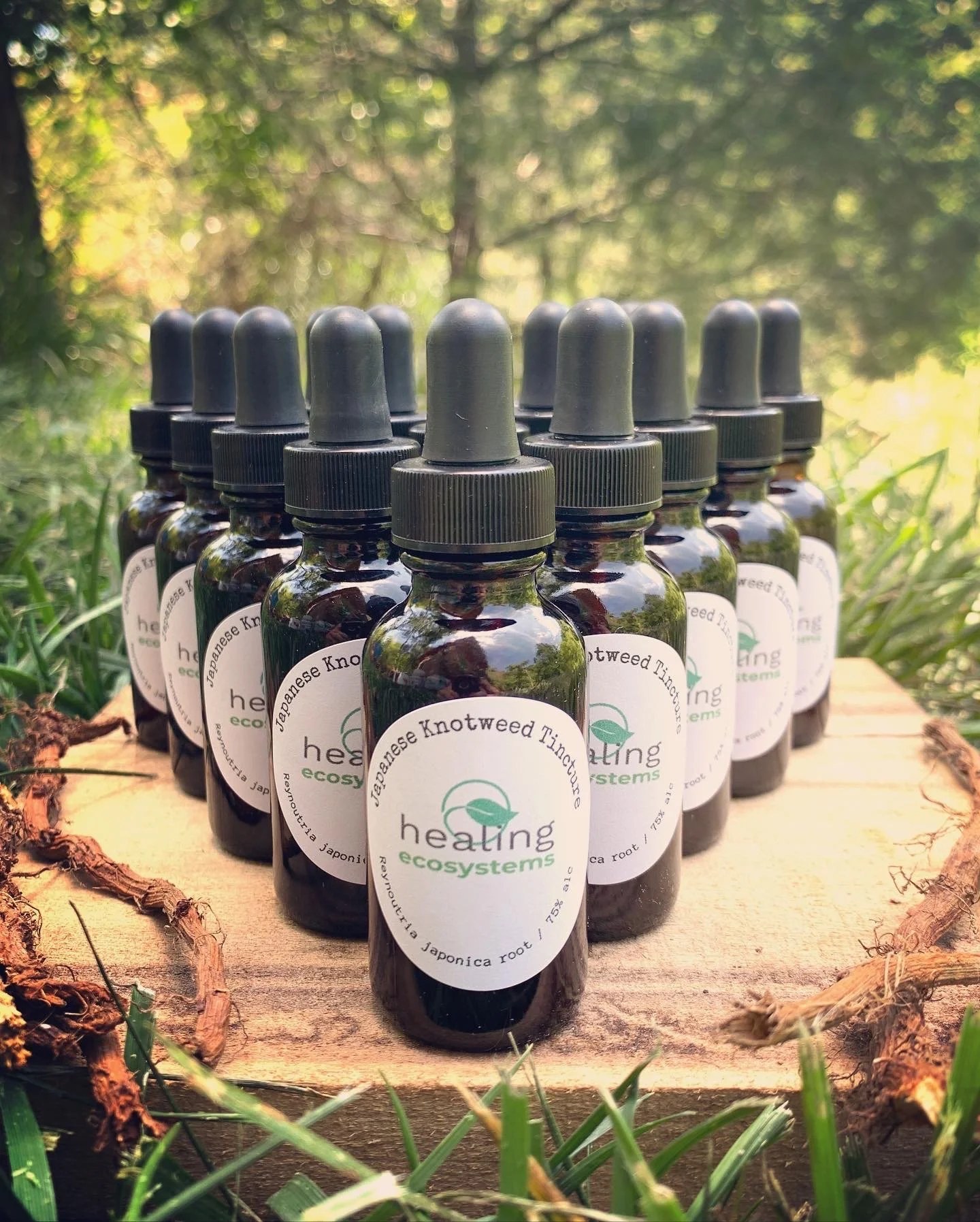 Japanese Knotweed Tincture (Re-stocking Soon)