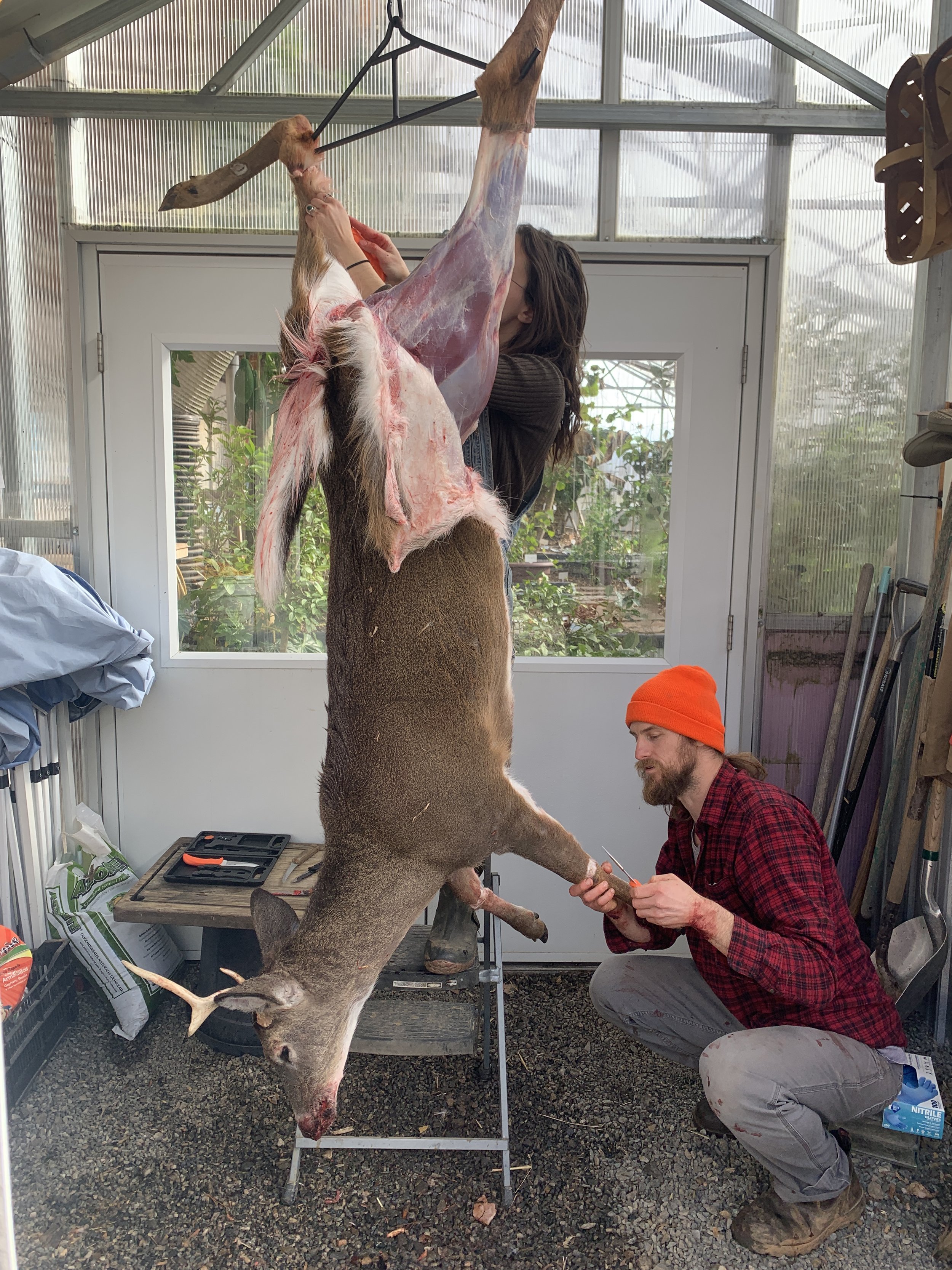 deer.JPG