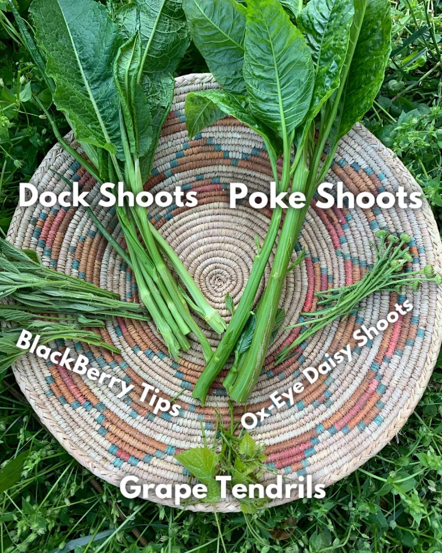 Meristem Magic: Foraging Shoot Vegetables