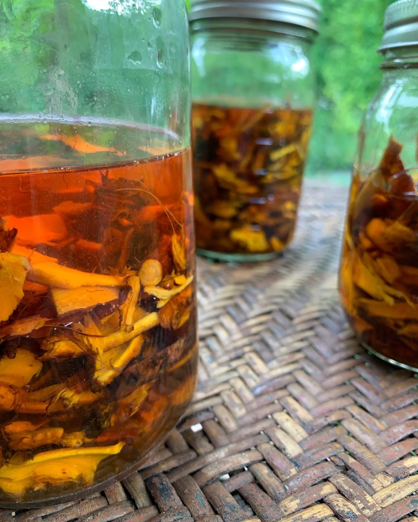 Know Your Roots: Japanese Knotweed Medicine Making