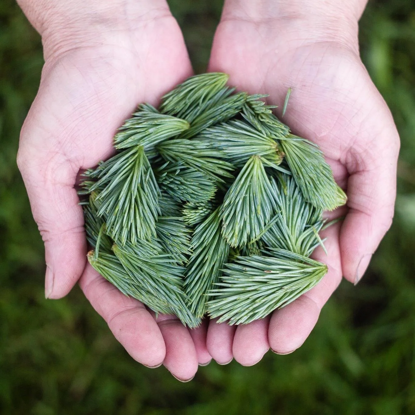 pine hands.jpg