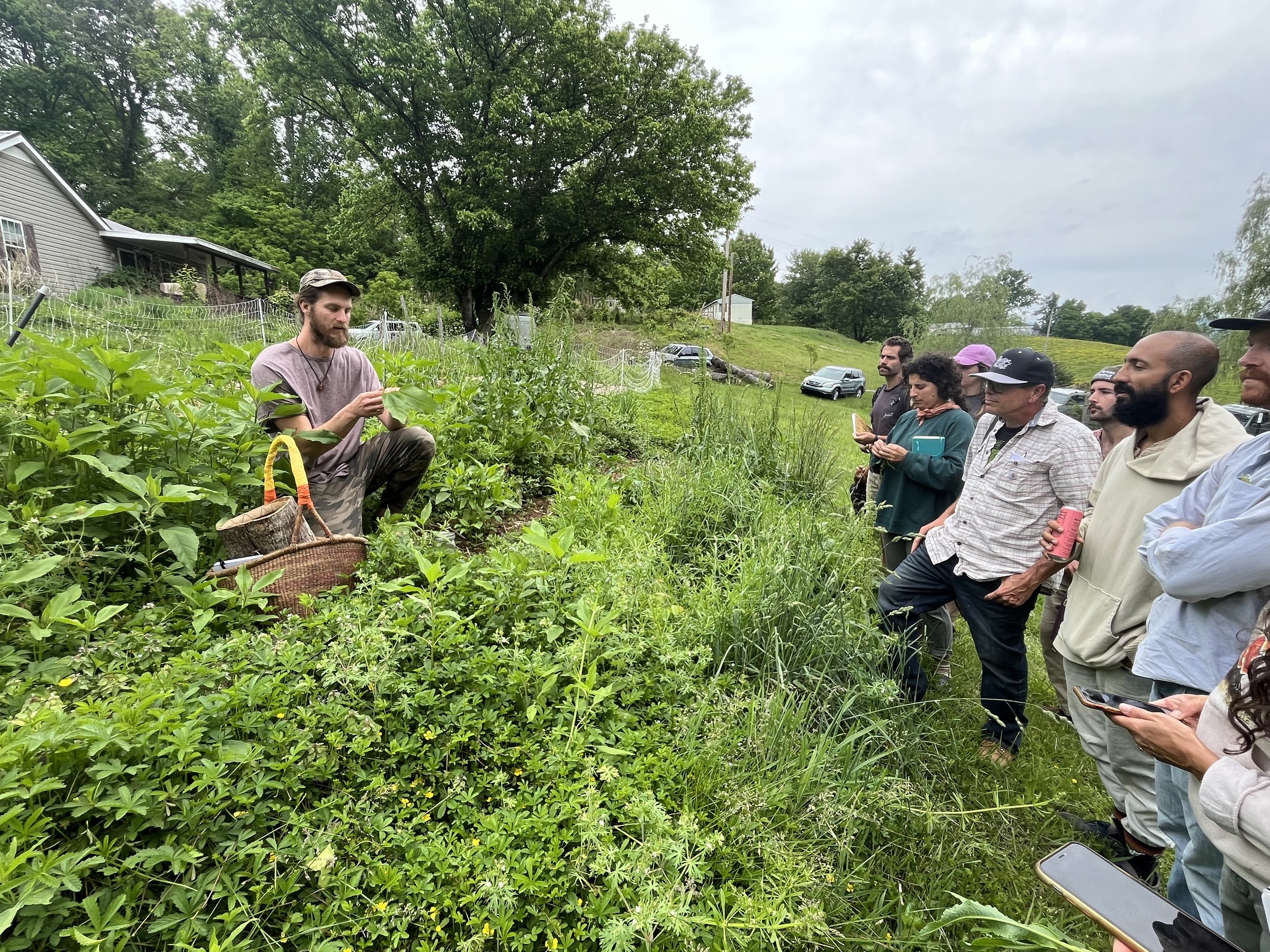 Wild Spring Foraging
