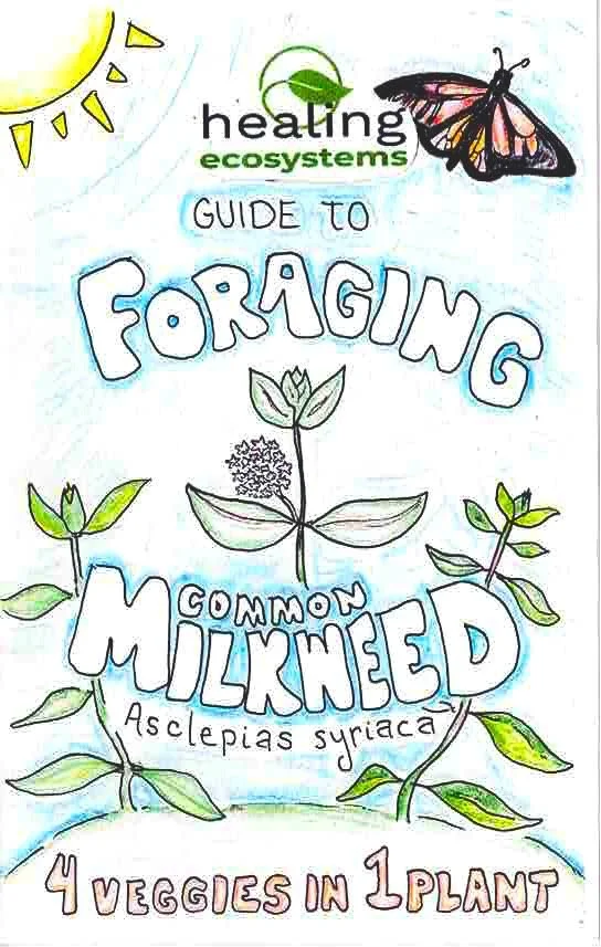 Milkweed Cover 2.jpeg