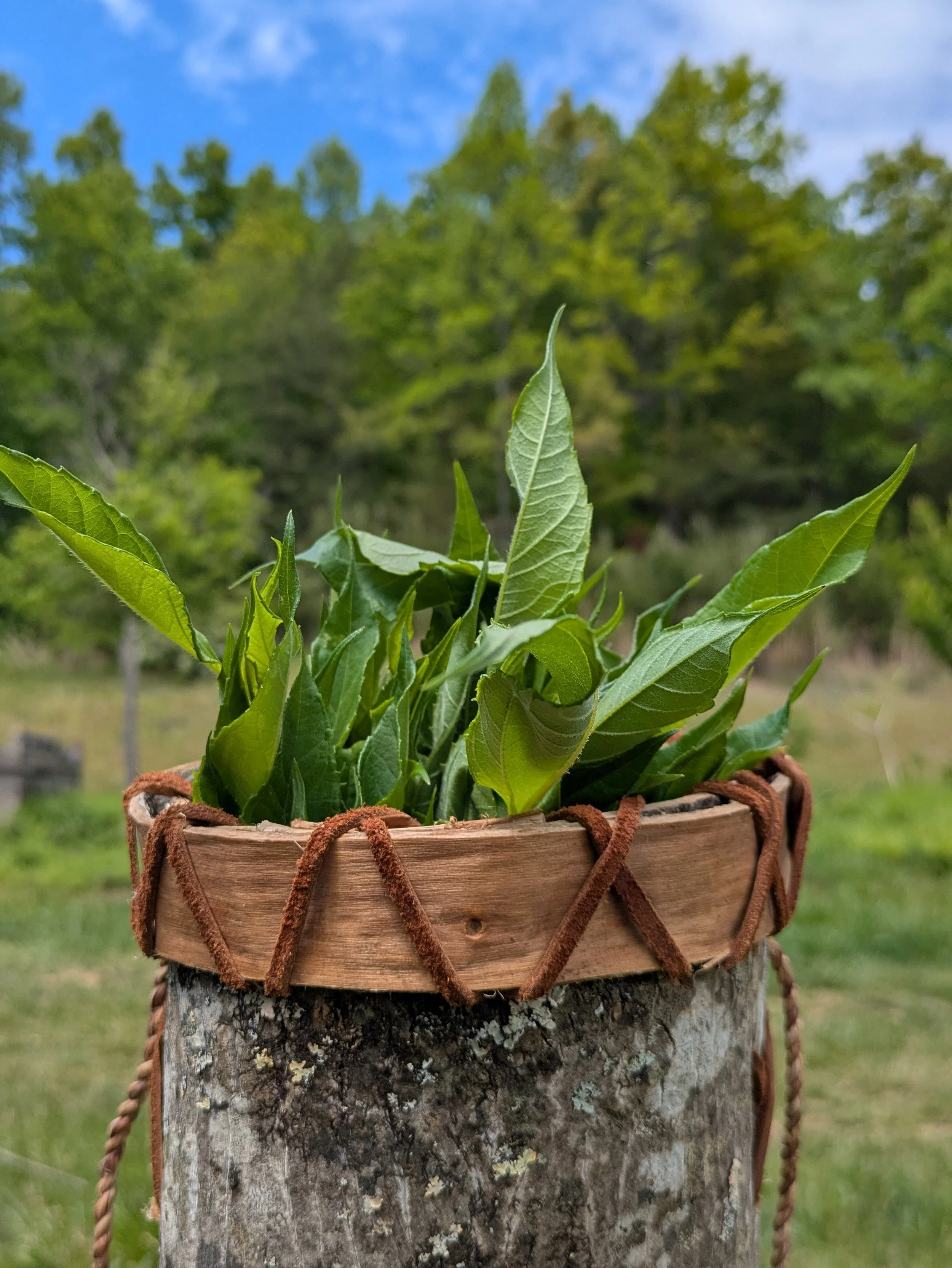 sunchoke shoots foraging.jpg