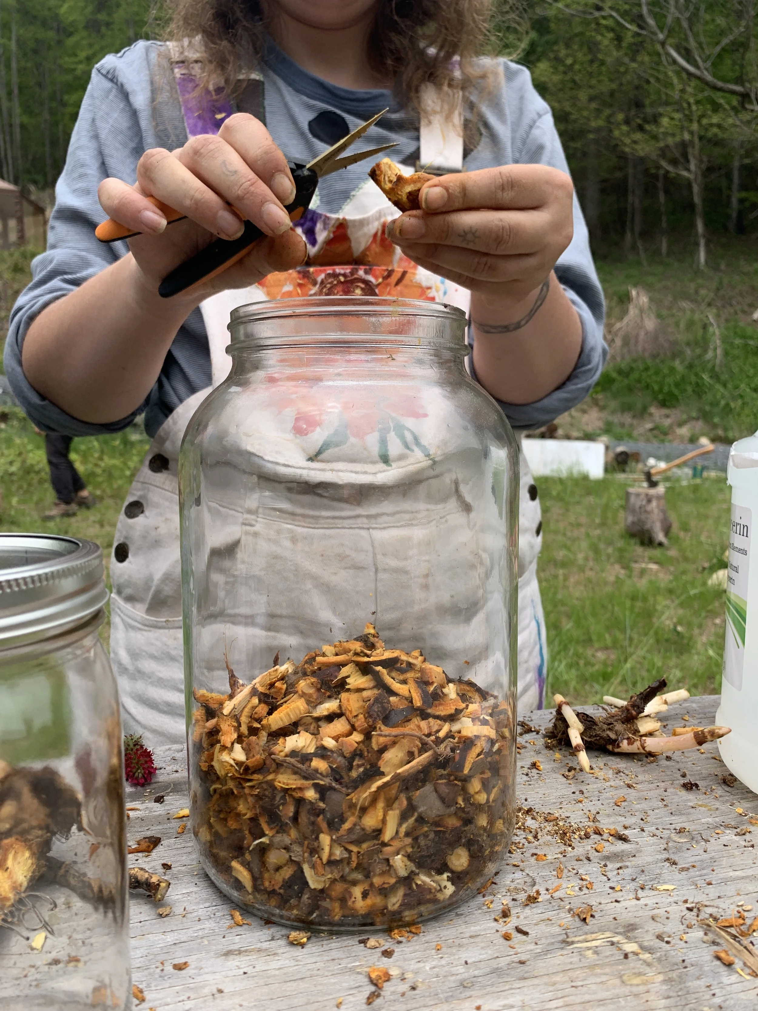 Know Your Roots: Japanese Knotweed Medicine Making