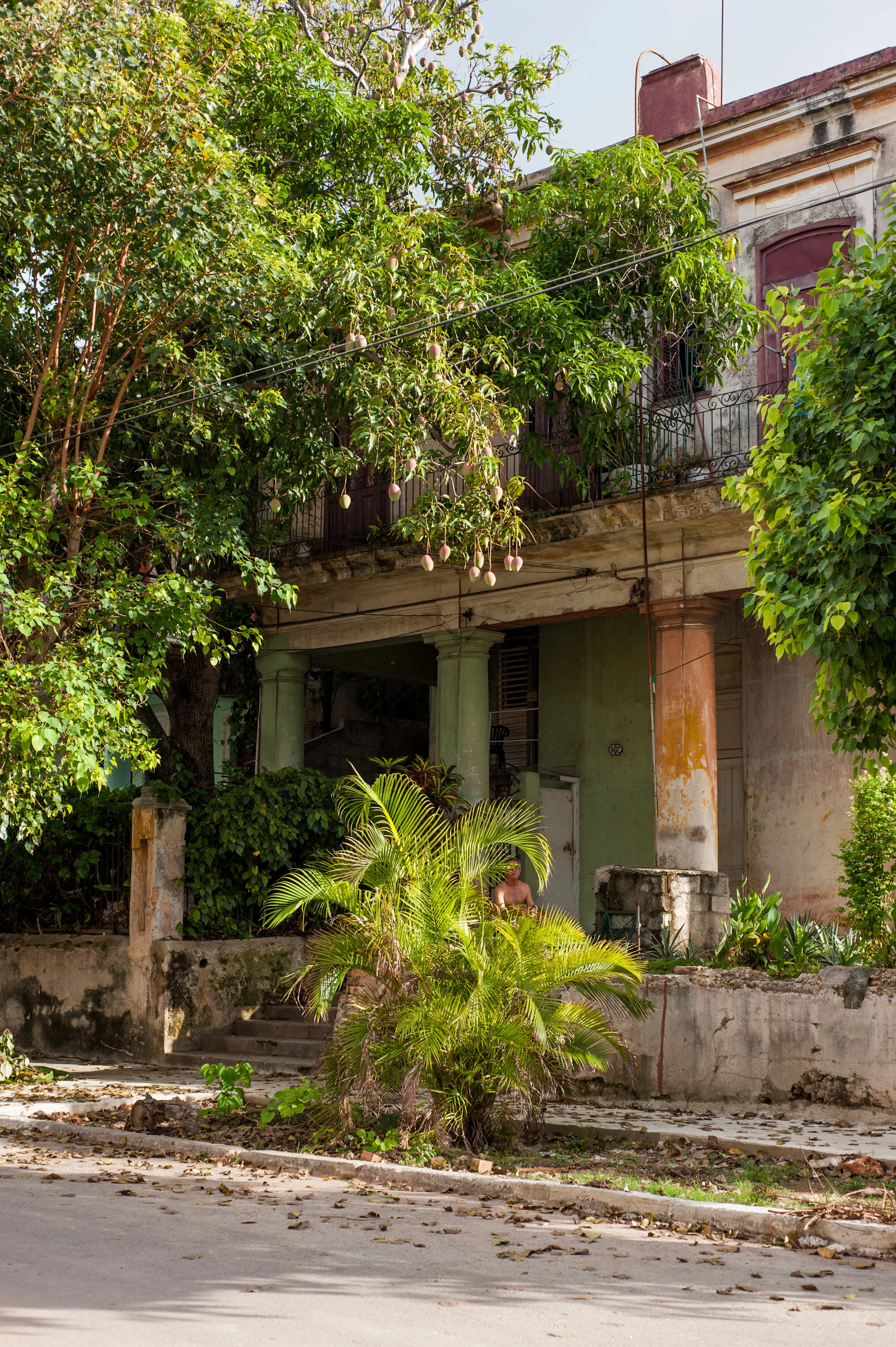 mangoes in vedado