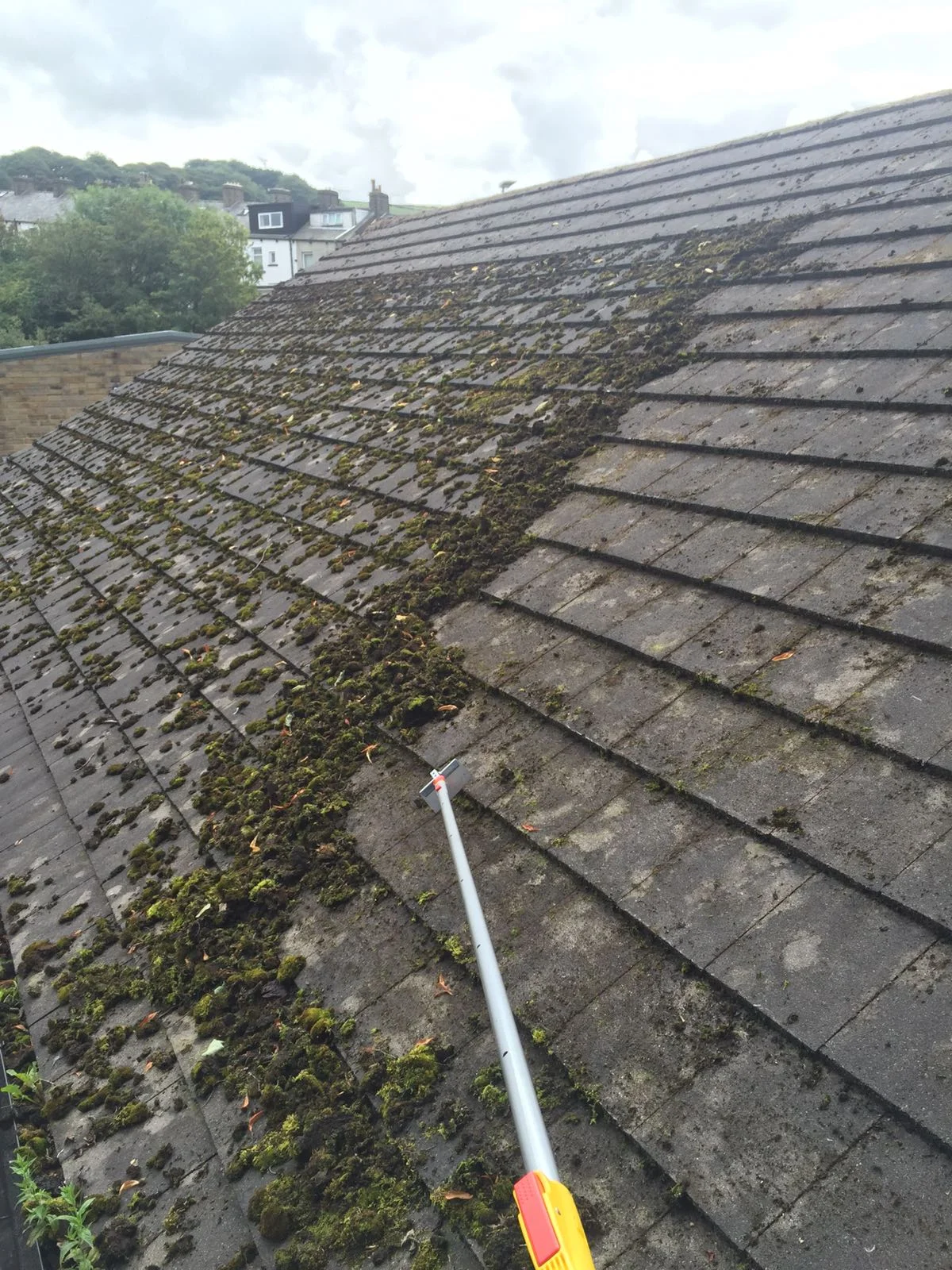 Loose moss removed prior to softwash treatment.