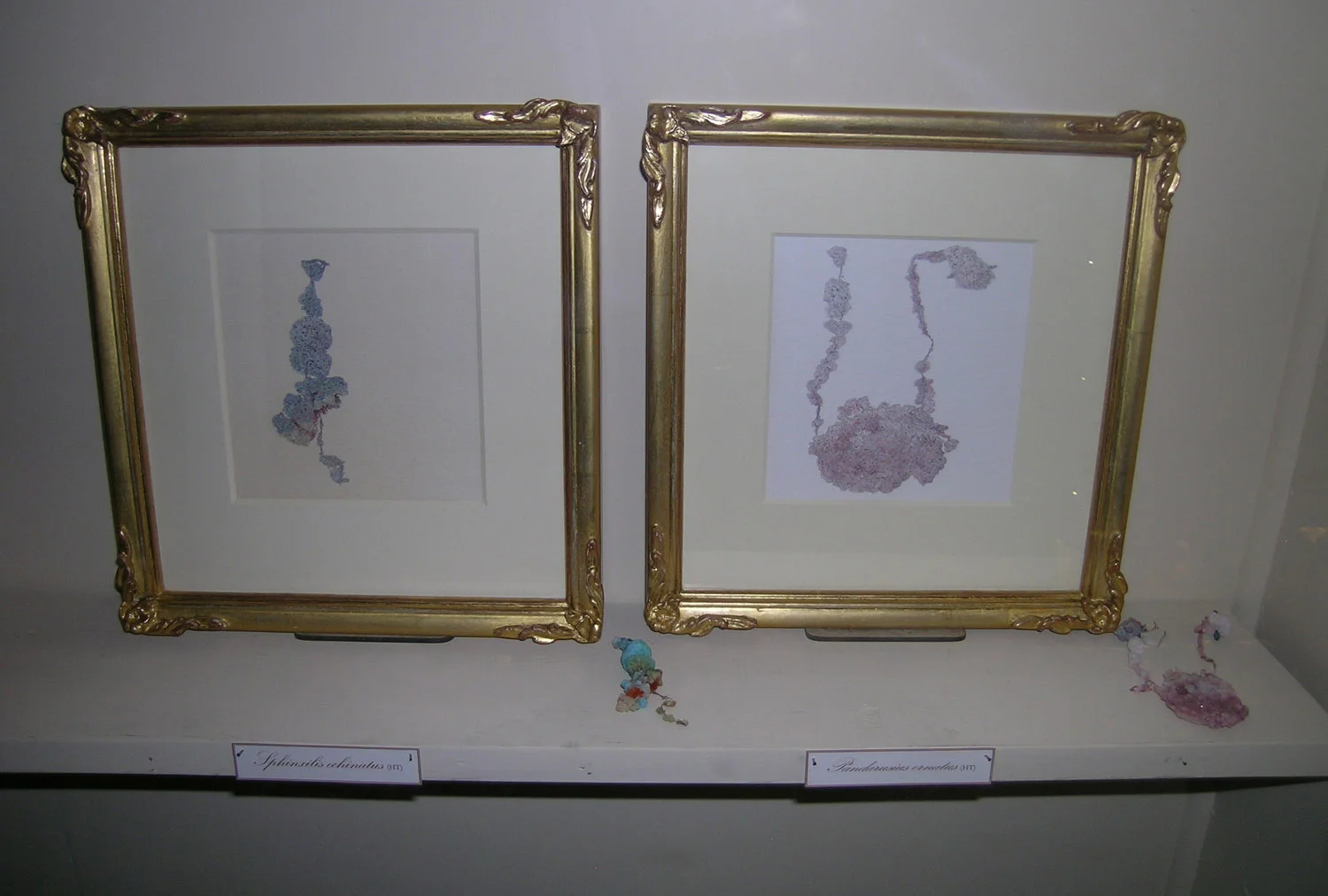 Harold Thomas Collection