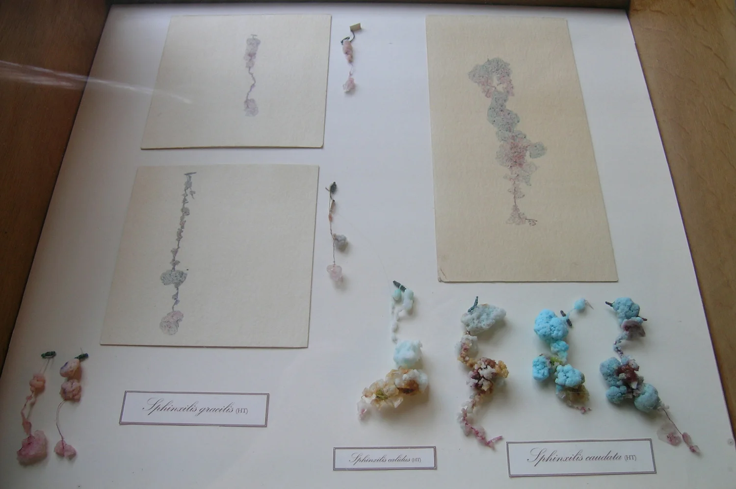 Harold Thomas Collection