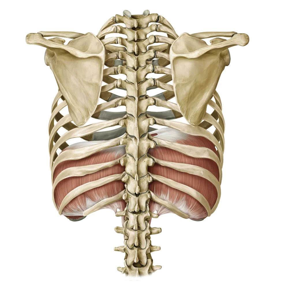 Diaphragma bagfra rettet.jpg