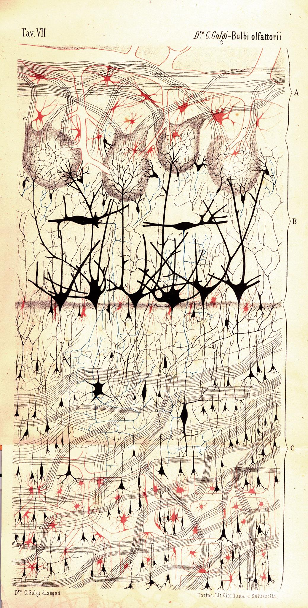 Santiago Ramón y Cajal