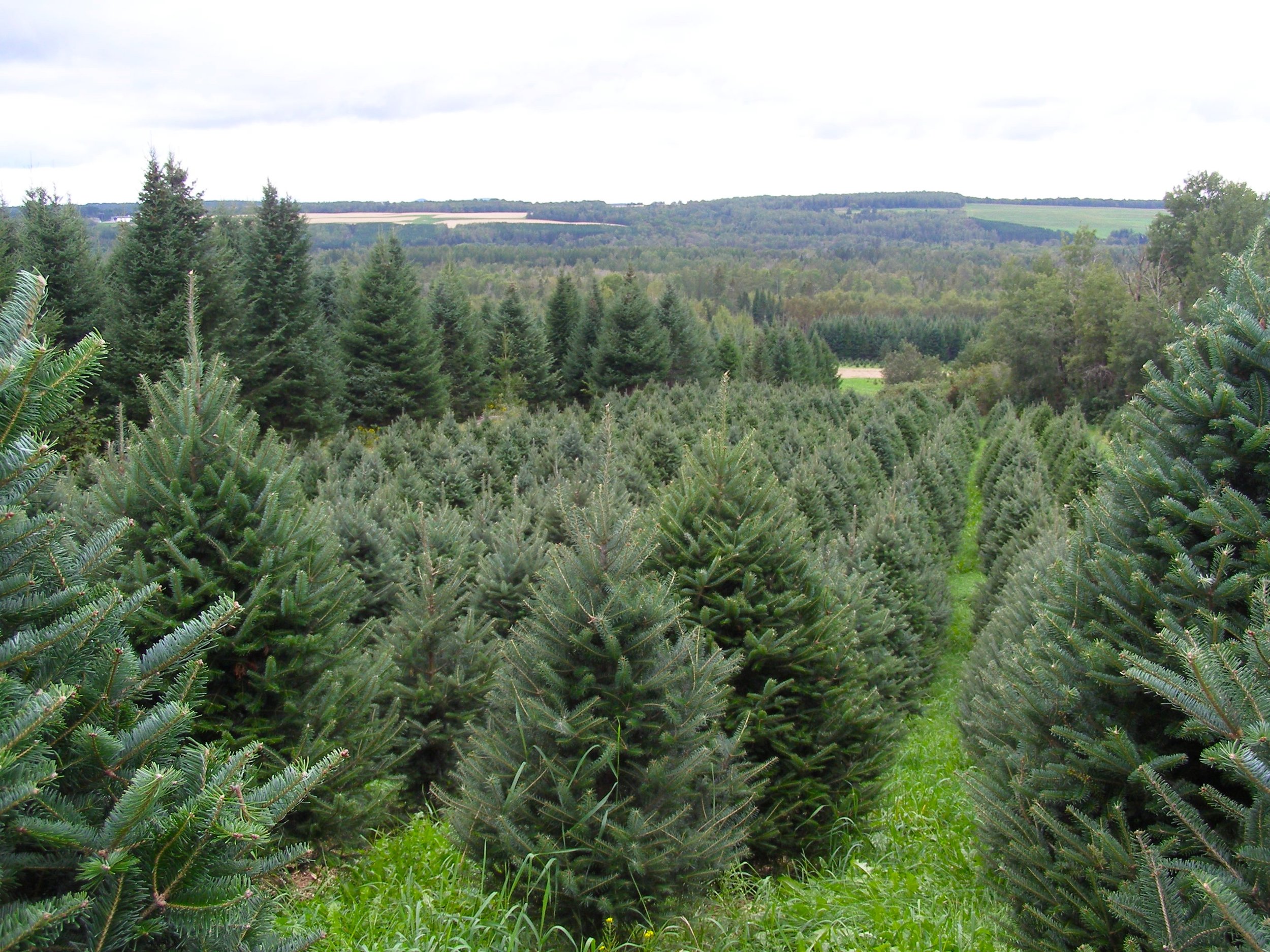 Trees2.jpg