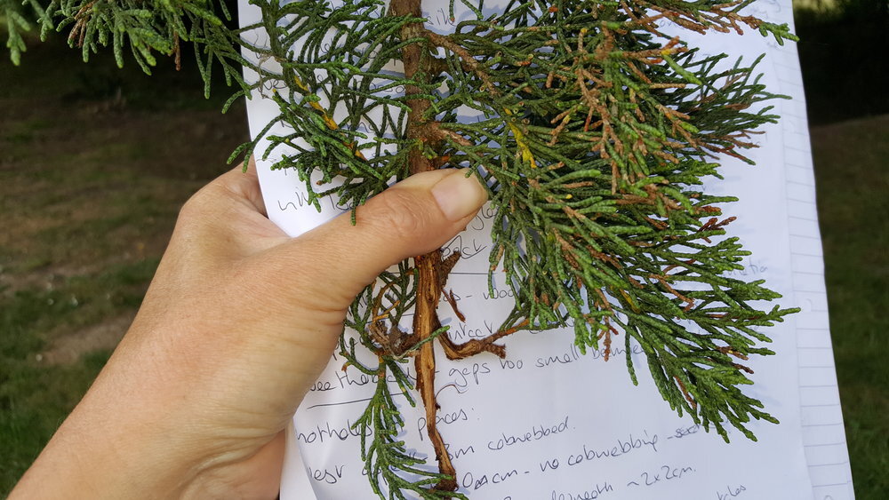 arboriculturalist holding tree sample	