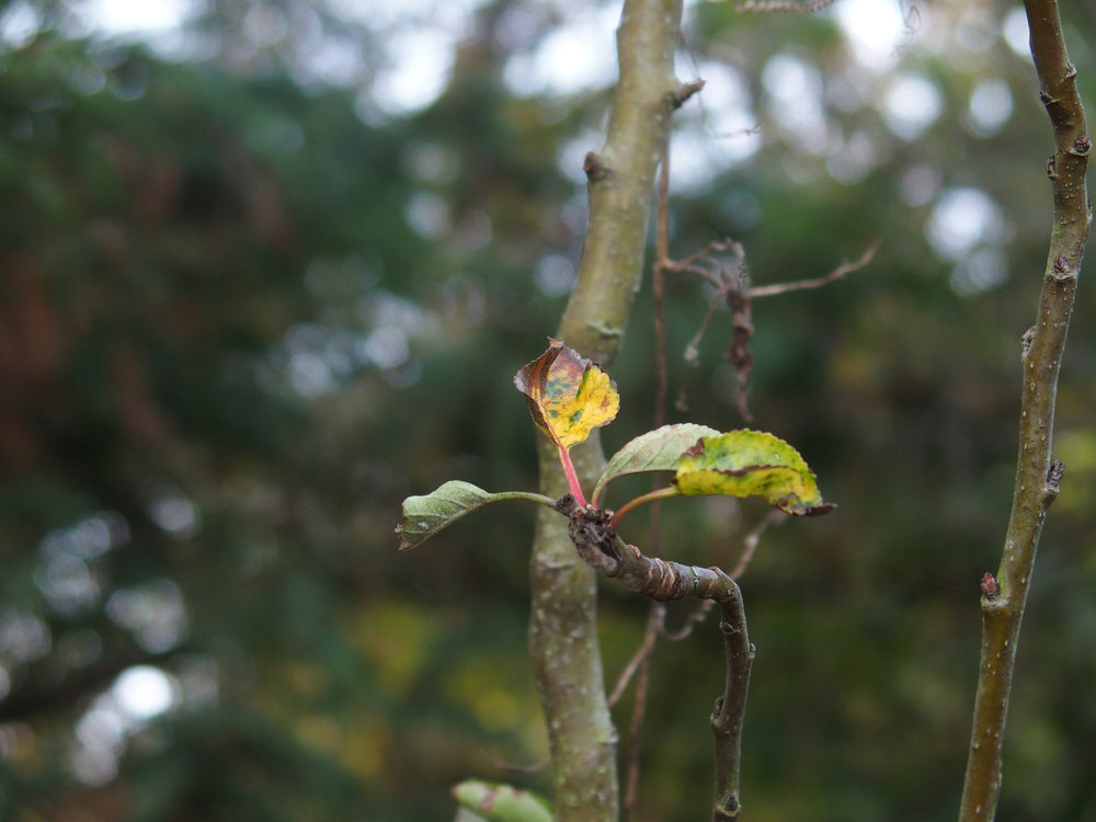 Branch with leaves	