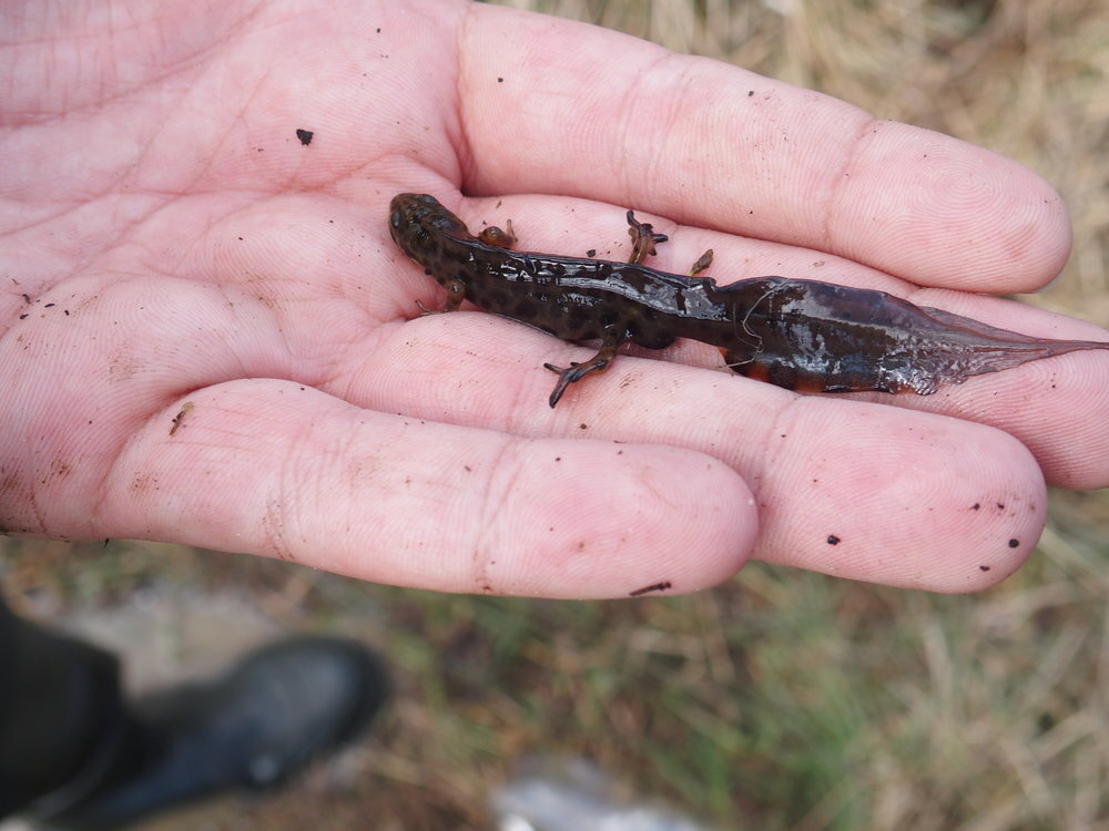 Smooth newt