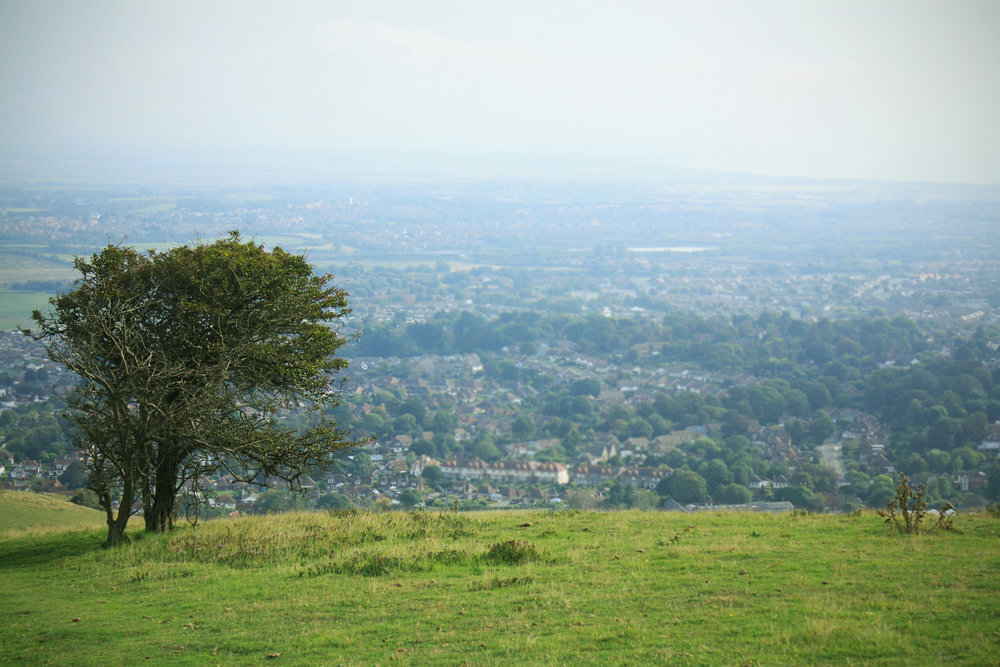 A single tree in a countryside landscape	