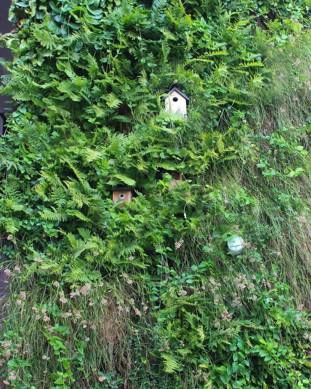 Dukes Court, Woking. 2 of 3

The living wall at Dukes Court incorporates a number of bird &amp; bat boxes installed at various heights to increase the habitat potential for local wildlife. 

The planting also consists of the Royal Horticultural Socie