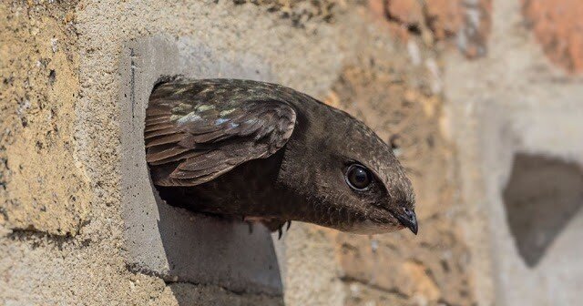 To enhance biodiversity Swift bricks and boxes are now a mandatory requirement for new developments in Brighton &amp; Hove (as well as bee bricks), with at least 2 per house required for minor developments!

Swift bricks/boxes can be ideally placed u