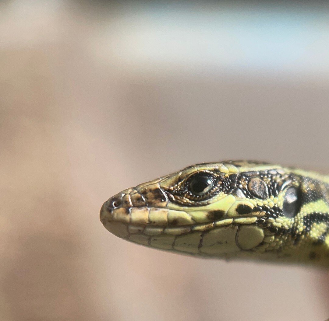 A Podarcis muralis (common wall lizard) spotted on the way into work by one of our ecologists.

#walllizard #lizards #lizardlandscape #lizardecology #ecology #reptiles