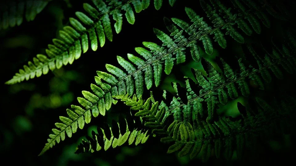 How Will Biodiversity Net Gain Impact My Planning Ideas? 