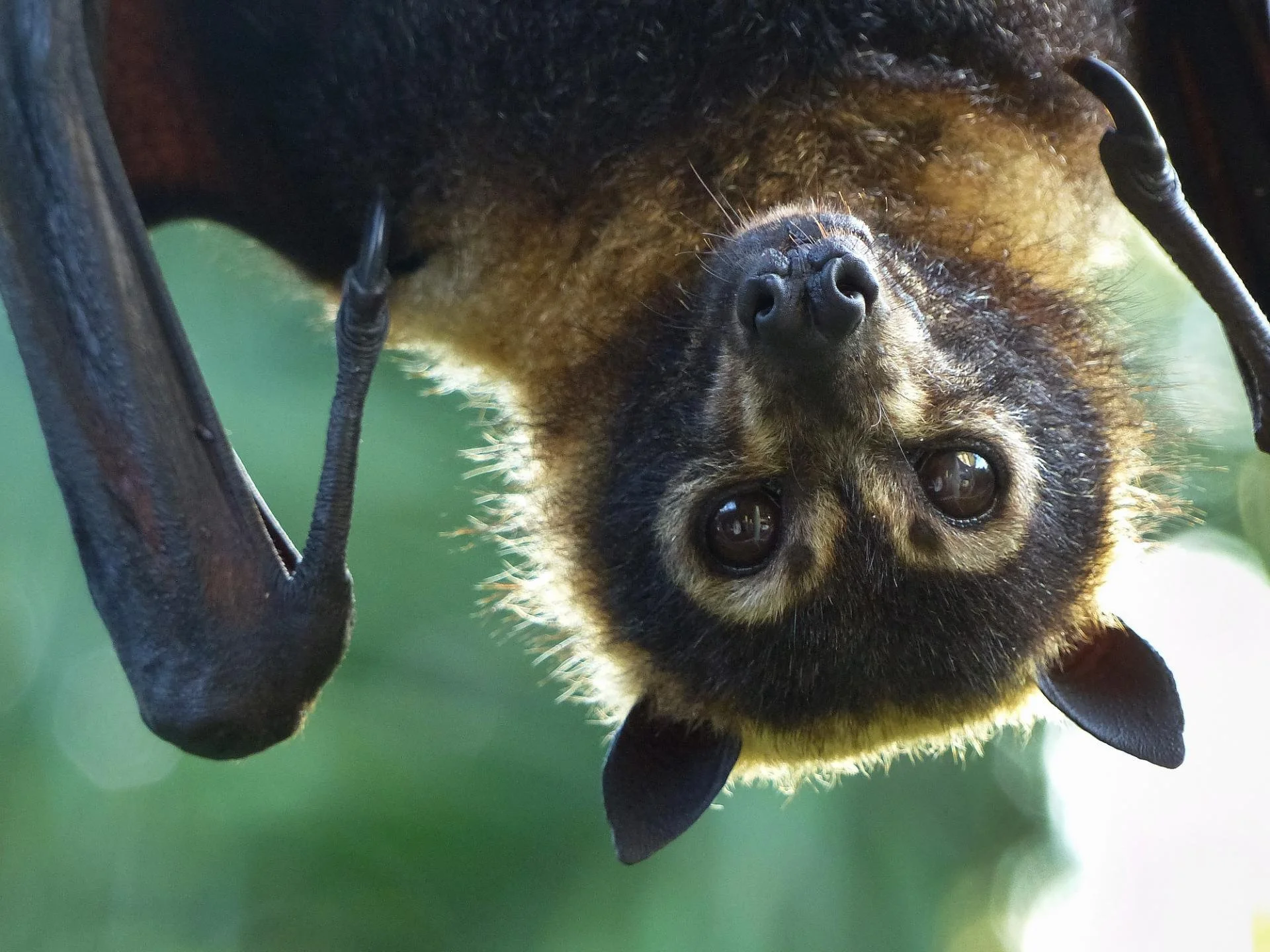 Why Ecologists Need to Keep Bat Safety in Mind