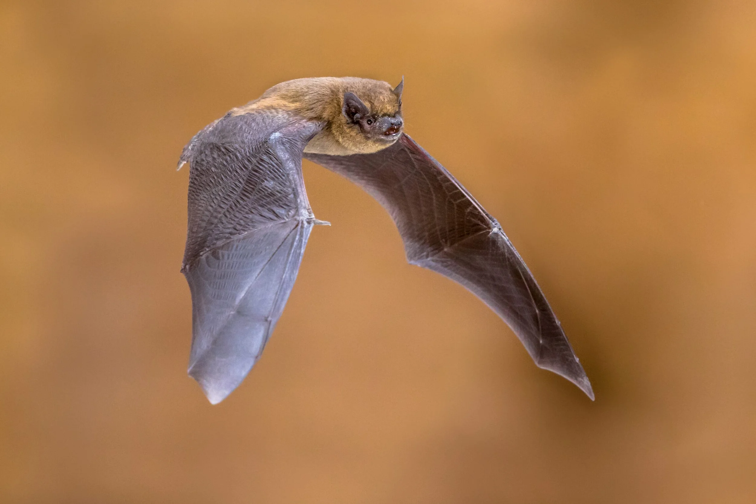 FAQ: Bats and Planning Applications for UK Developers